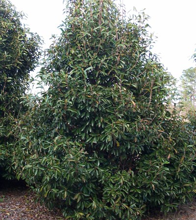 Viburnum Chindo